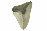 Bargain, Fossil Megalodon Tooth - Serrated Blade #272823-1